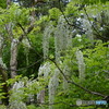 DS7_3009