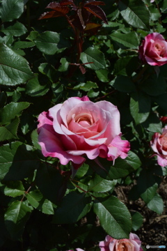 DS7_8184