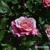 DS7_8184