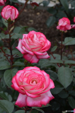 DS7_5520