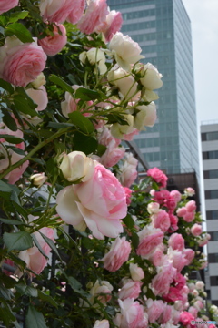 DS7_5457