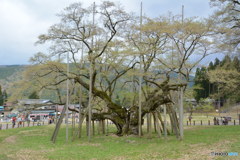 DS7_7943