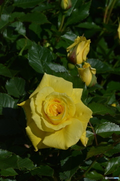 DS7_8179