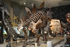 DS7_5555