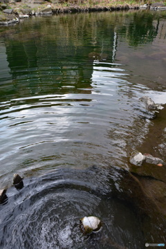 DS7_5135