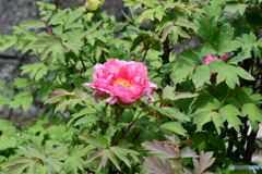DSA_1352