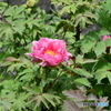DSA_1352