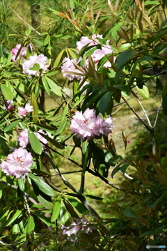 DSA_1235