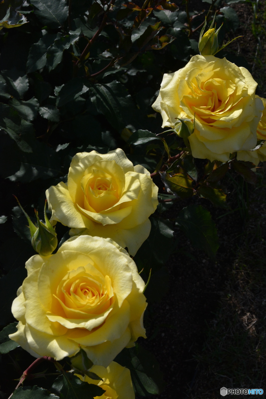 DS7_5350