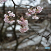 DS7_5061