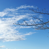 多摩川