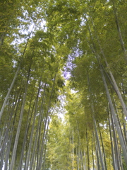 竹林　大宮にて