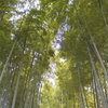 竹林　大宮にて