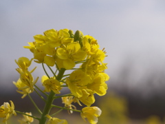 菜の花