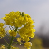 菜の花