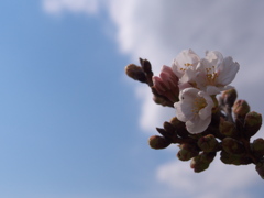sakura