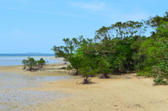 沖縄 西表島