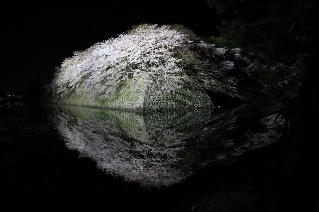 彦根城　夜桜２