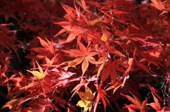 真っ赤な紅葉