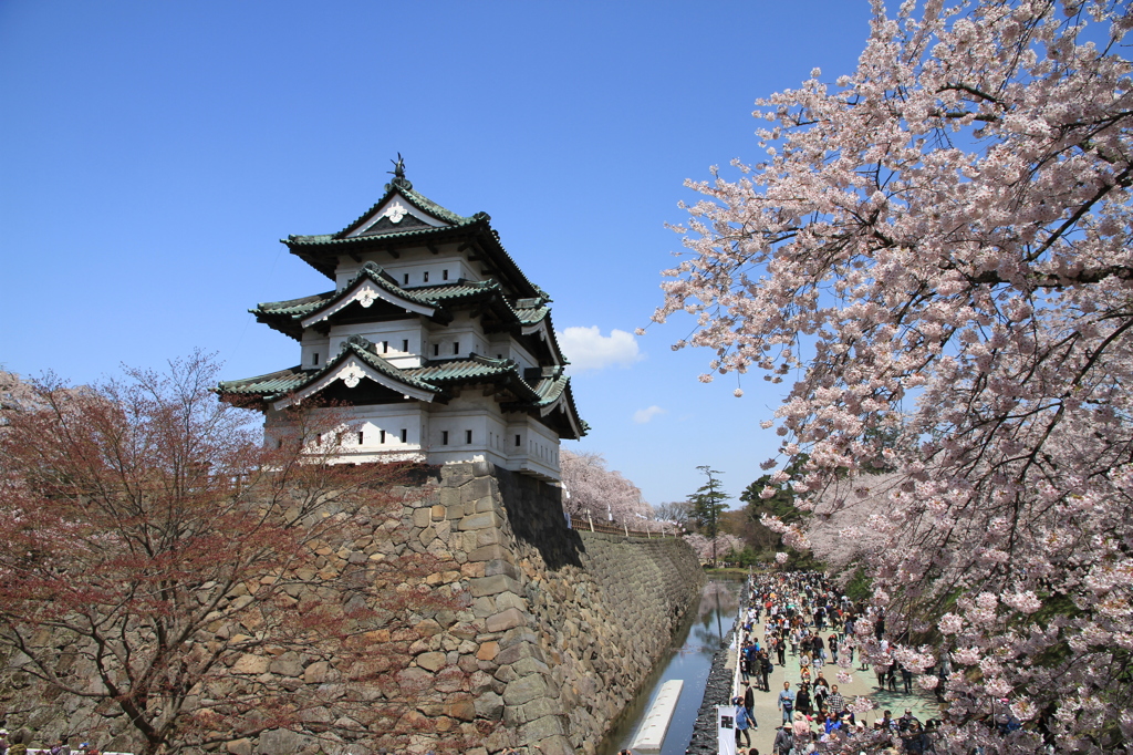 弘前城　桜