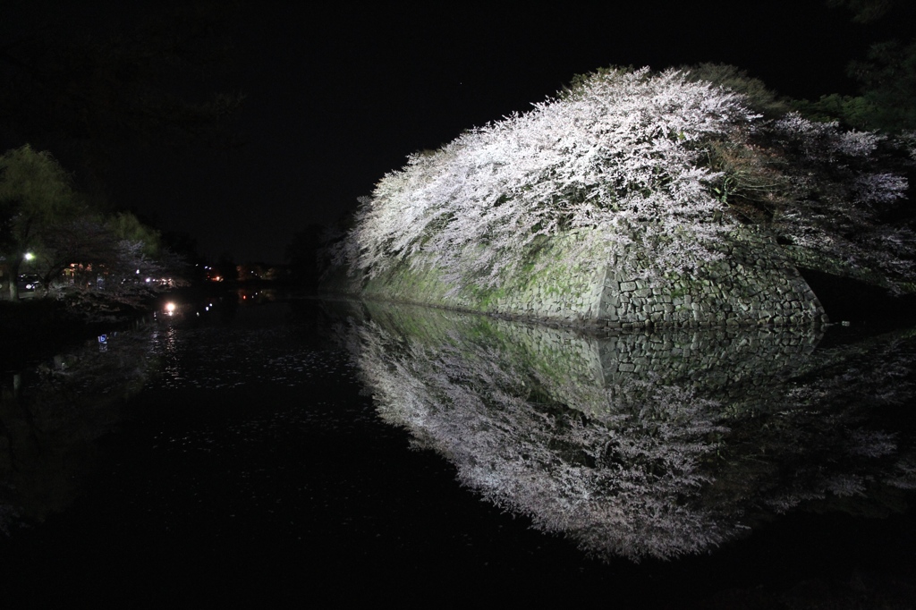 彦根城　夜桜１