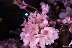 夜桜