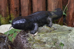 サンショウオの水鉄砲