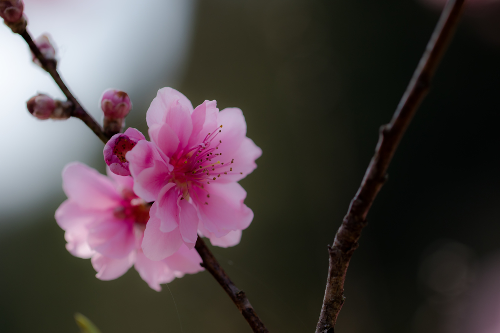 Pink spring