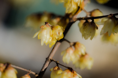 可憐に・・・。