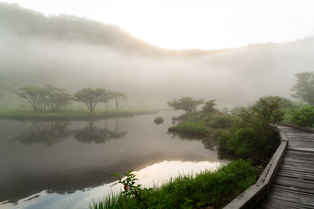 霧の木道・・