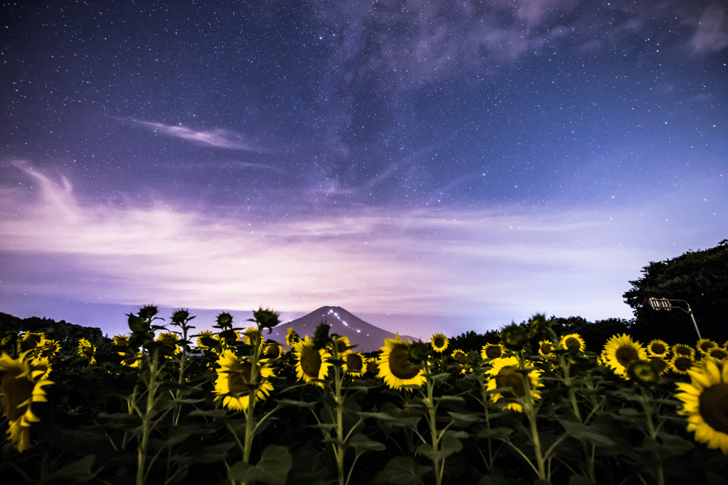 向日葵と天の川・・