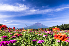 百日草と夏空