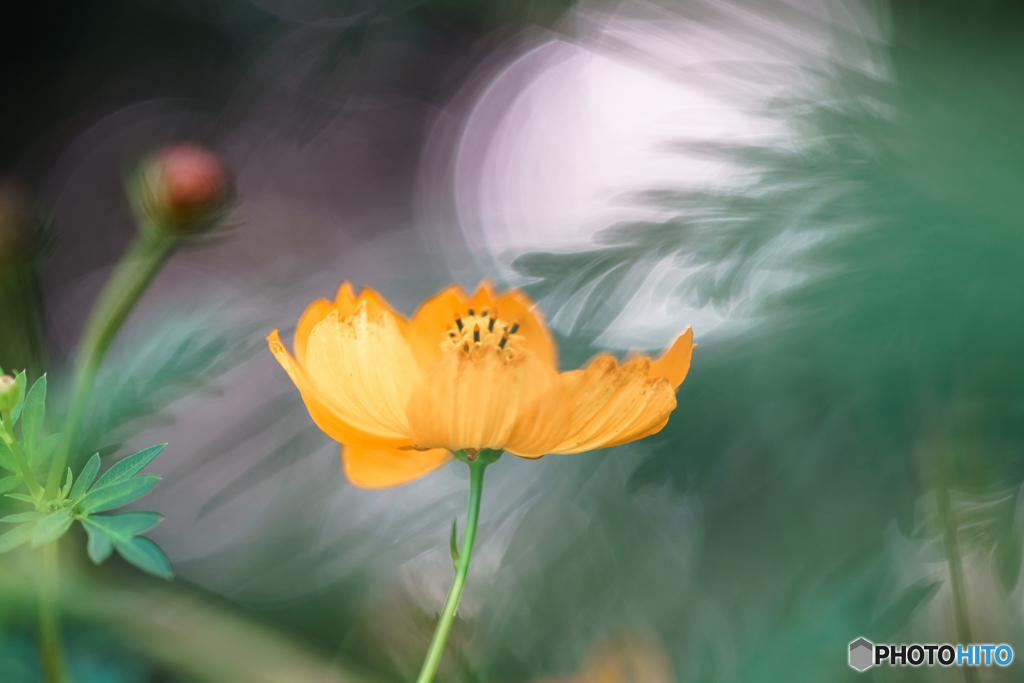 秋桜