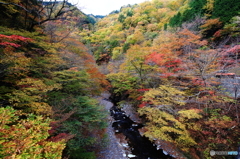 秩父・中津峡　３　ハスラーを探せ！