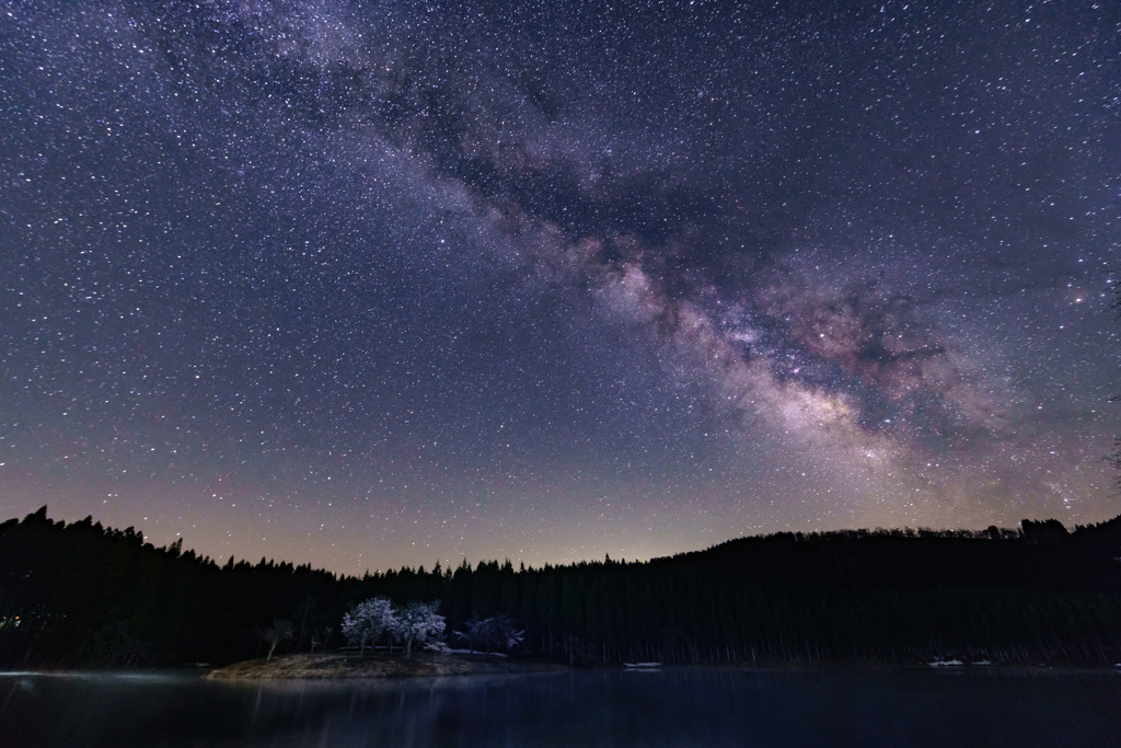sakura with milky way