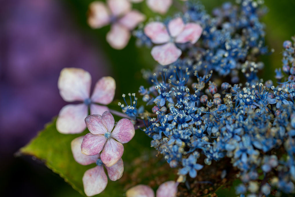 額紫陽花