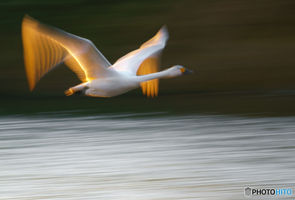 Wings of gold