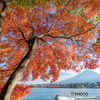 Enjoy the autumn