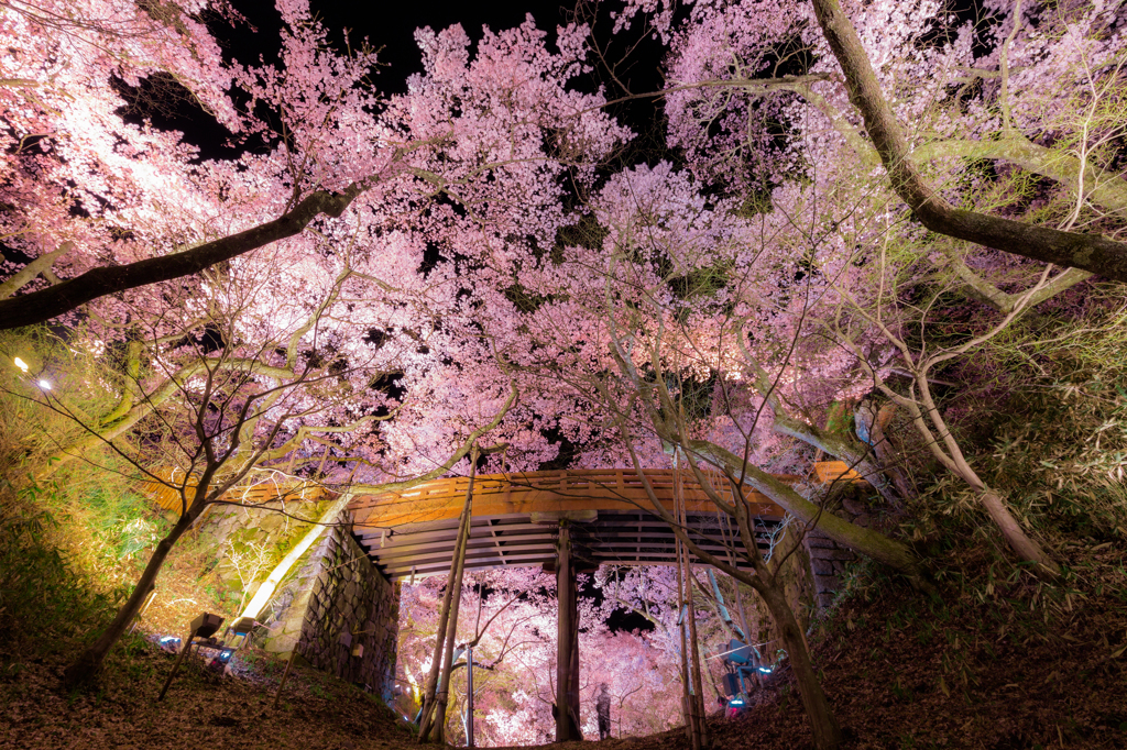 夜桜散策.1