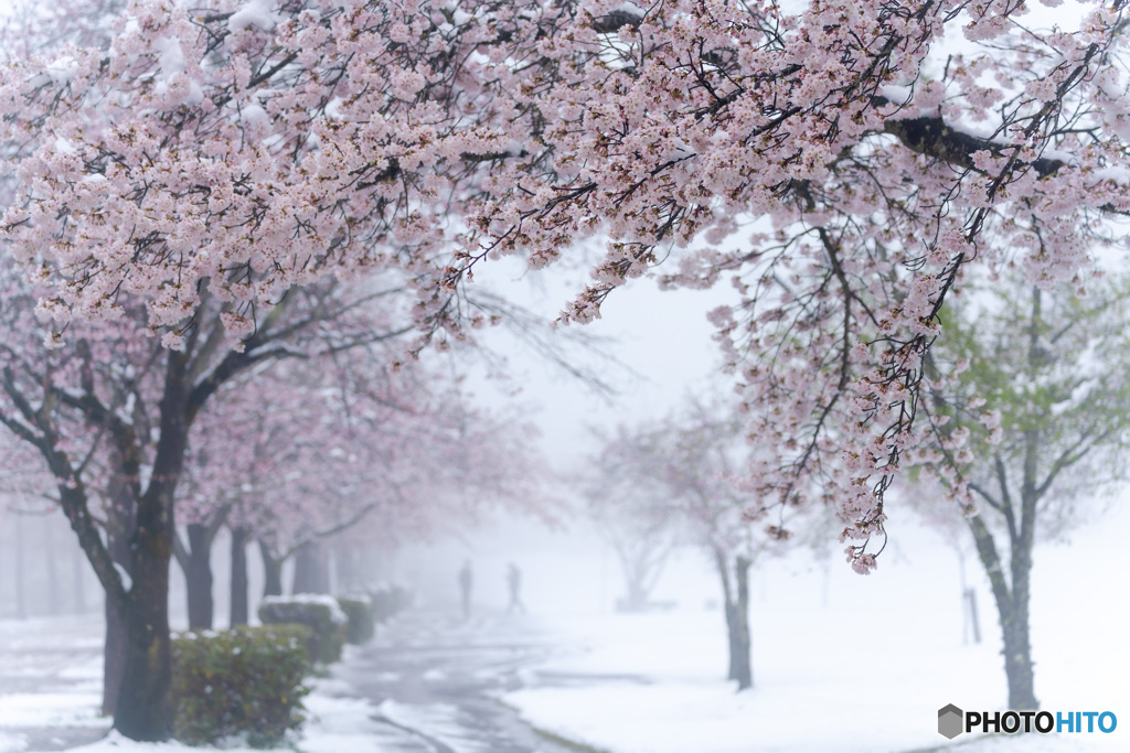 雪さくら