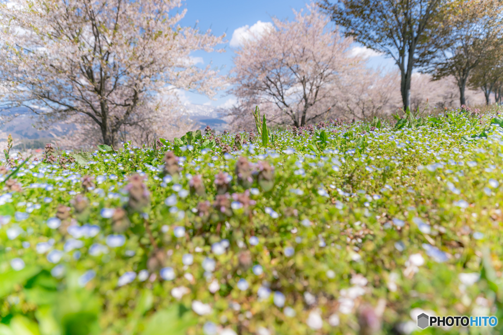 秘密の花園