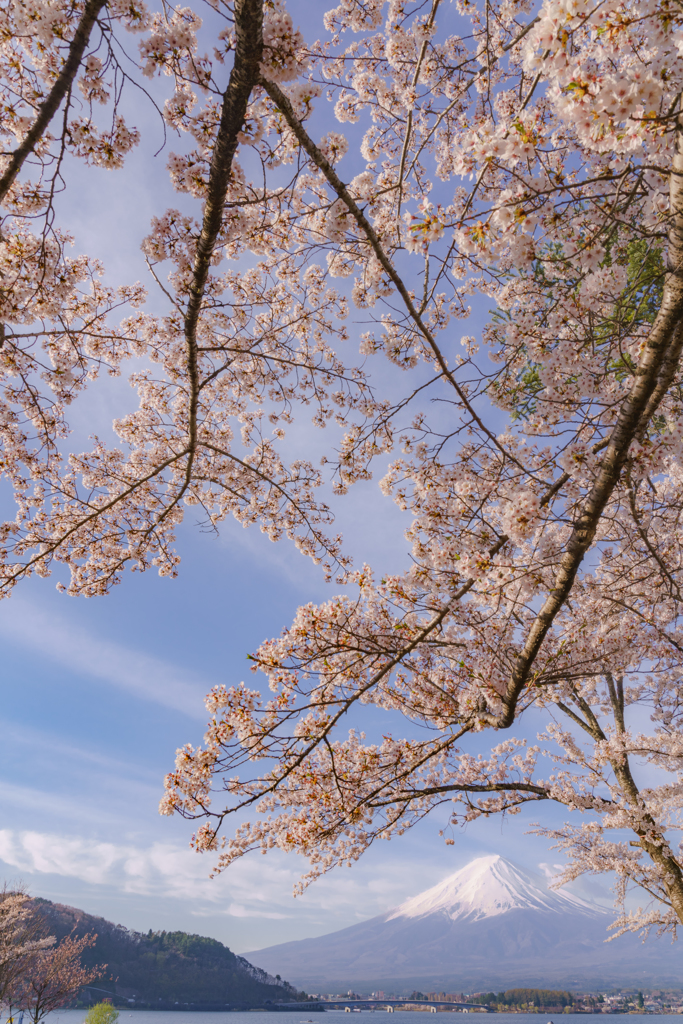 sakura