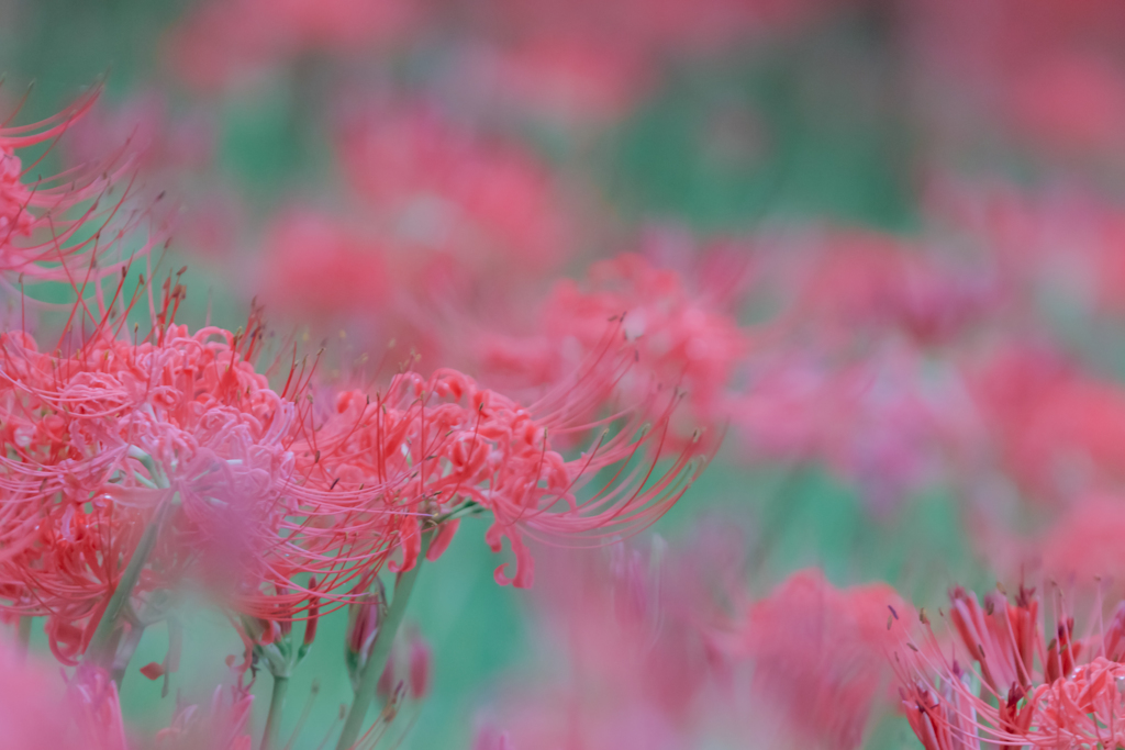 ポップな幽霊花(^^ゞ