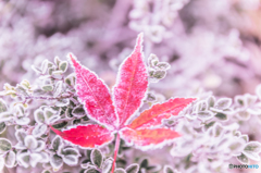 sugar maple
