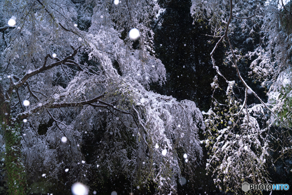 雪が　降っています