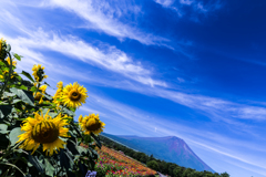 向日葵と百日草と夏空