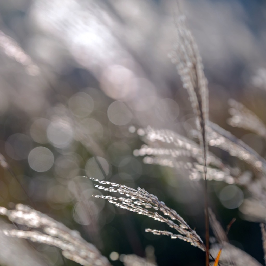 Bokeh！