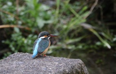 カワセミ