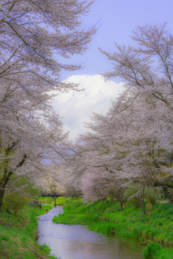 忍野の春