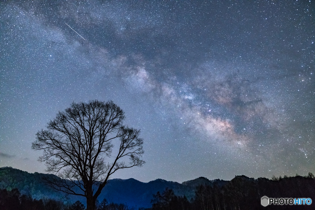 One tree and Milky way